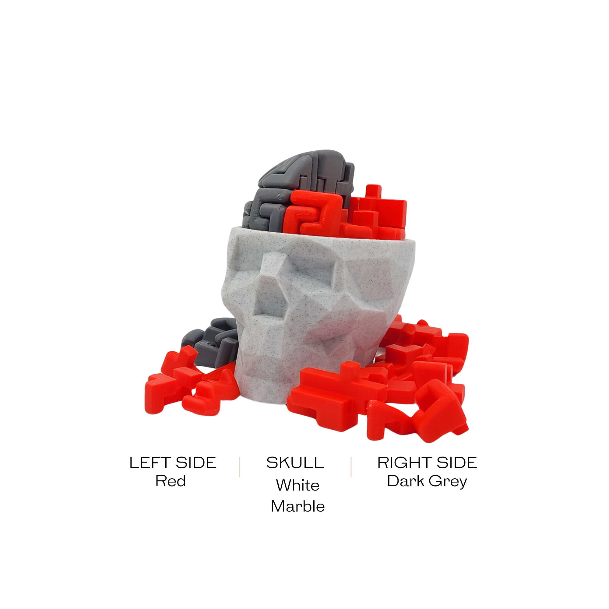 3D Brain Puzzle / 3D 🧠 Puzzle 28 Left Brain Pieces & 28 Right